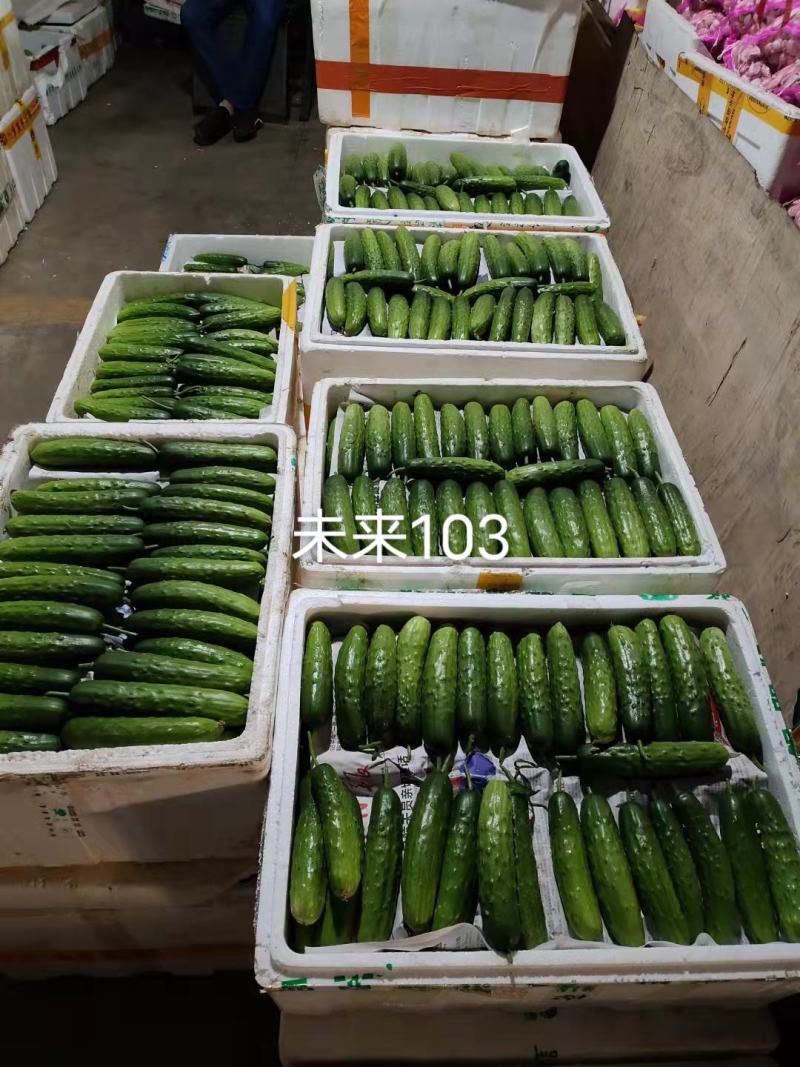 未来103水果黄瓜种子103，108品种种子