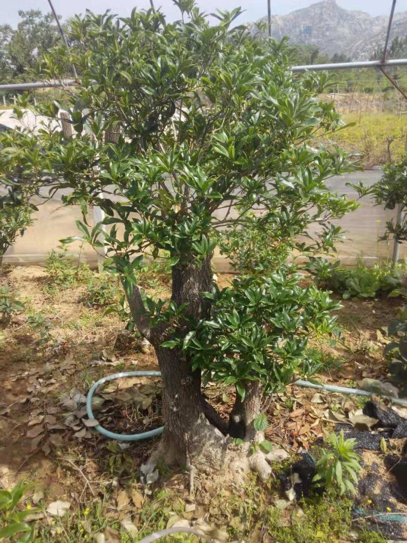 山东三十年古桩老金桂枝繁叶茂桂馥兰馨品质保证货源充足