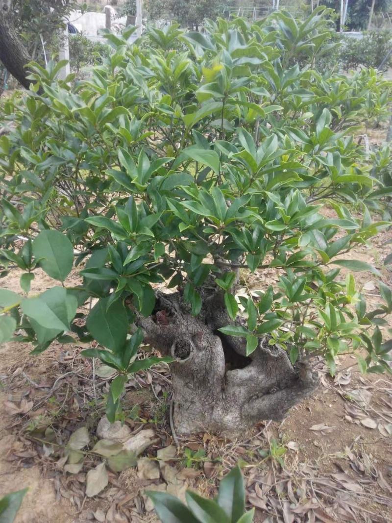 山东三十年古桩老金桂枝繁叶茂桂馥兰馨品质保证货源充足