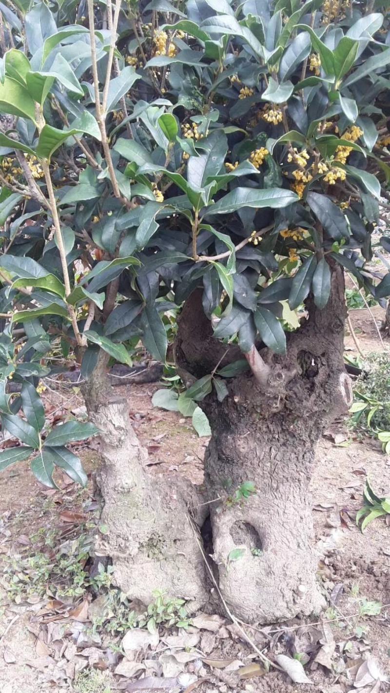 山东三十年古桩老金桂枝繁叶茂桂馥兰馨品质保证货源充足