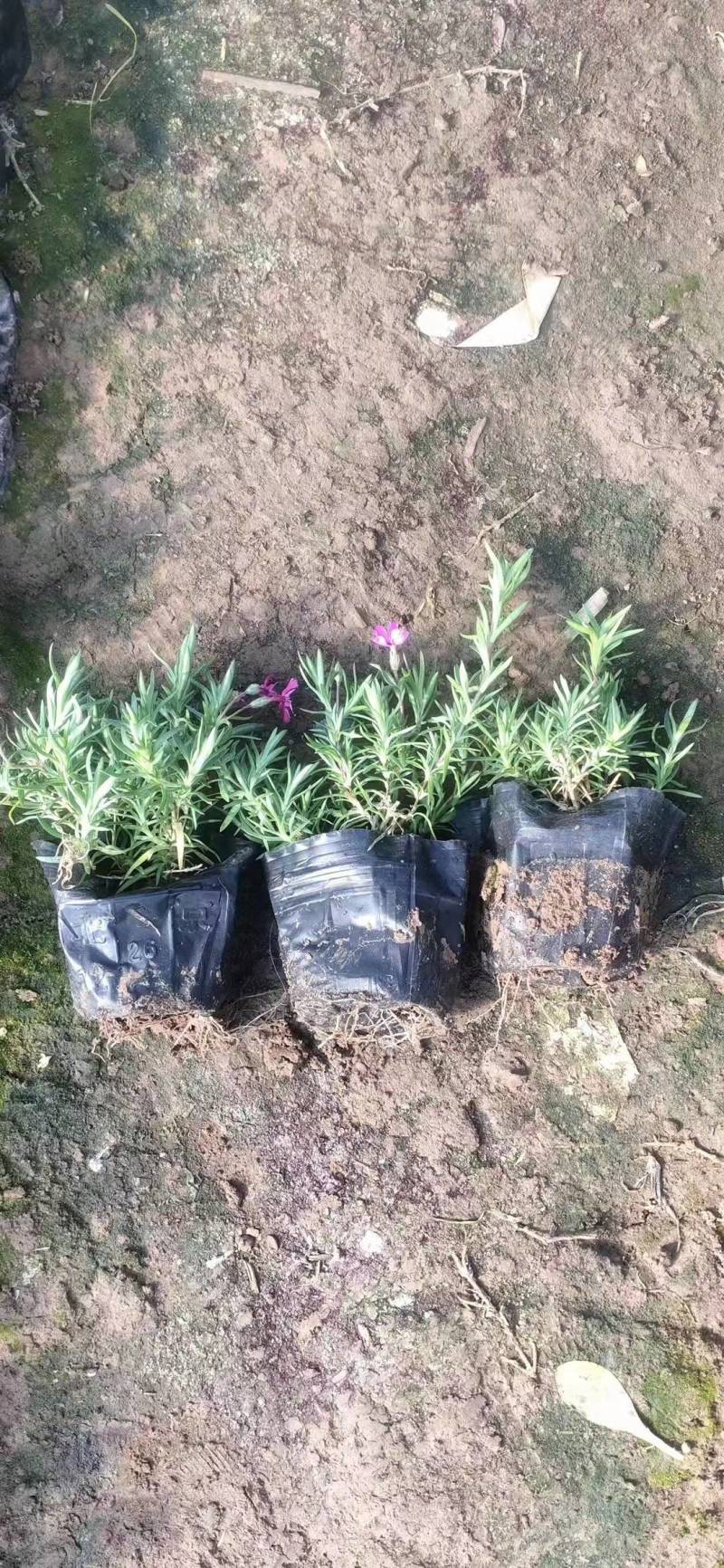 芝樱花丛生福禄考基地直供货源充足诚信经营