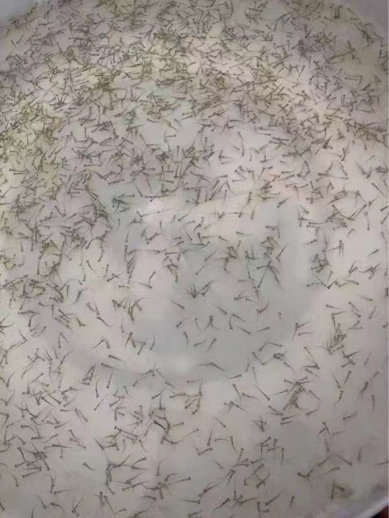 牛商推荐基地直发淡水鱼苗鲤鱼苗鲤鱼水花鲫鱼水花