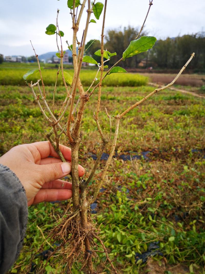 1-5年茉莉花苗春季剪枝后发货白色双瓣茉莉园林绿化工程苗