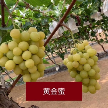 黄金蜜葡萄苗好管理易栽培基地发货保证纯度质量，假一赔十