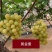 黄金蜜葡萄苗好管理易栽培基地发货保证纯度质量，假一赔十