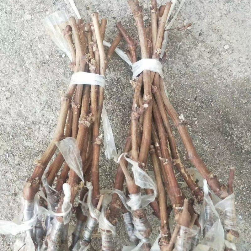 黄金蜜葡萄苗好管理易栽培基地发货保证纯度质量，假一赔十