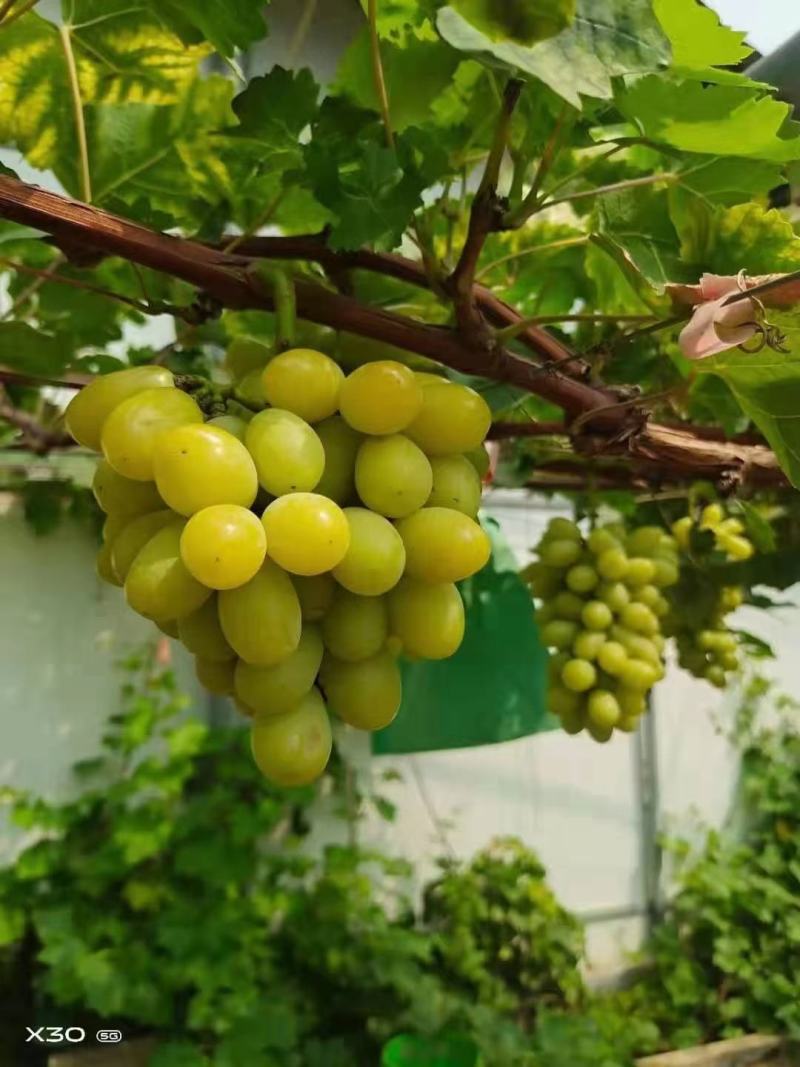 黄金蜜葡萄苗好管理易栽培基地发货保证纯度质量，假一赔十