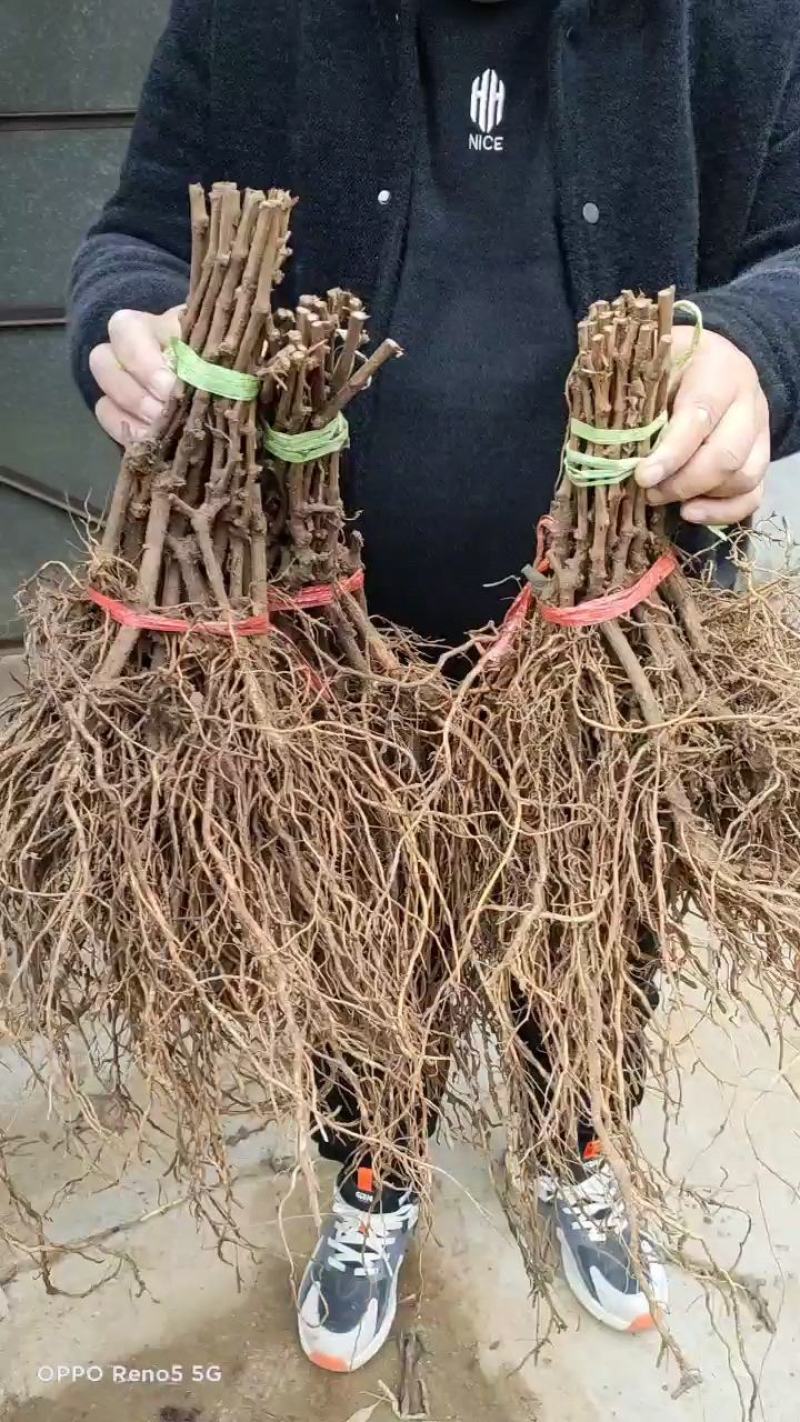 黄金蜜葡萄苗好管理易栽培基地发货保证纯度质量，假一赔十