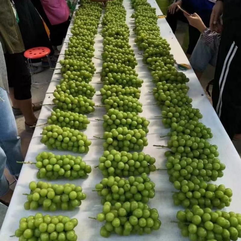黄金蜜葡萄苗好管理易栽培基地发货保证纯度质量，假一赔十