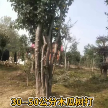 木瓜树