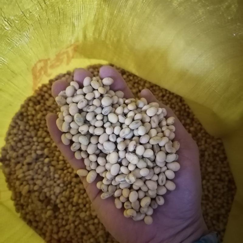 湖北荆州优质黄豆