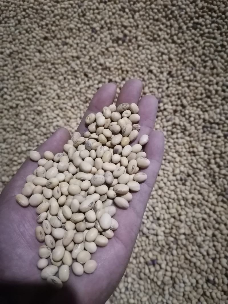 湖北荆州优质黄豆