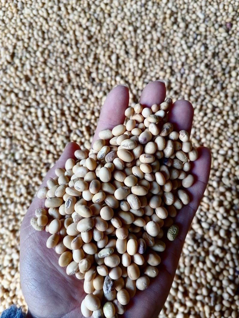 湖北荆州优质黄豆