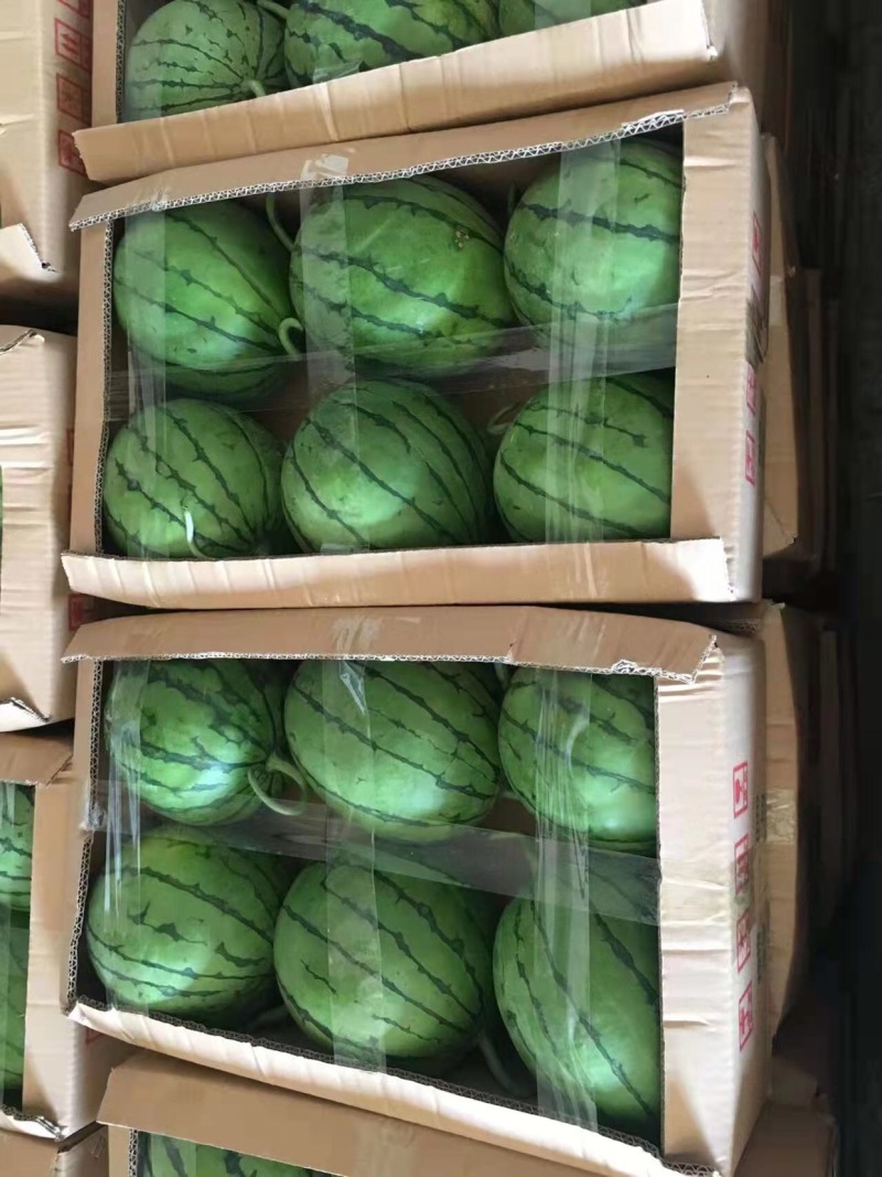 精品口口脆西瓜量大从优品质优良产地直销诚信合作