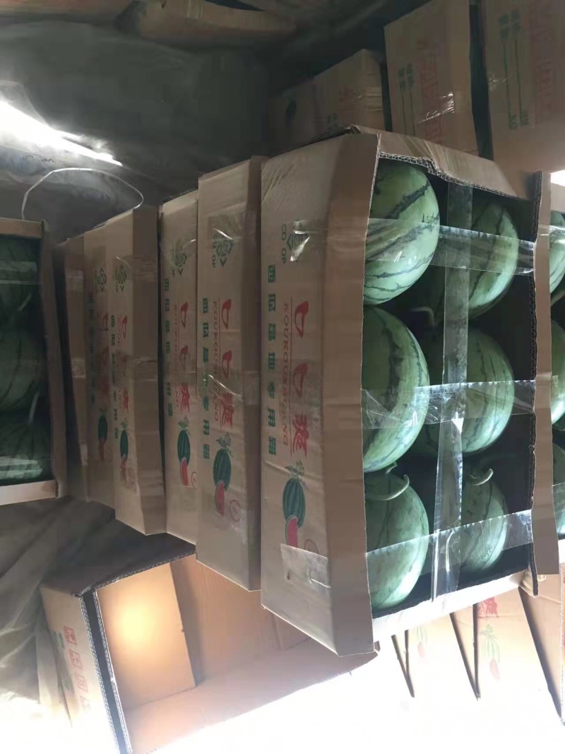 精品口口脆西瓜量大从优品质优良产地直销诚信合作