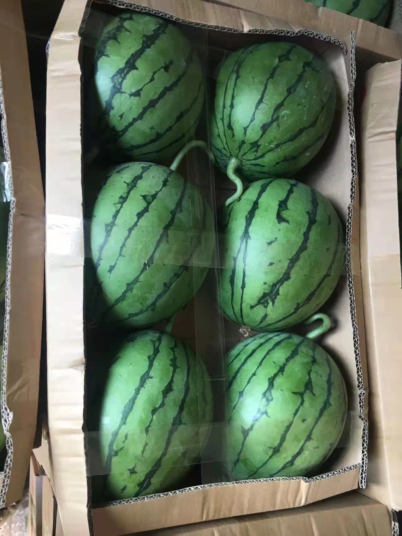 精品口口脆西瓜量大从优品质优良产地直销诚信合作