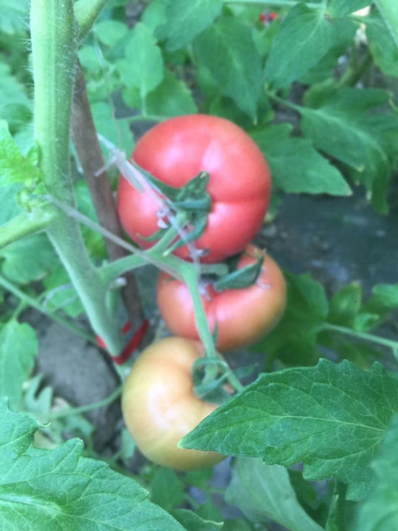 西红柿