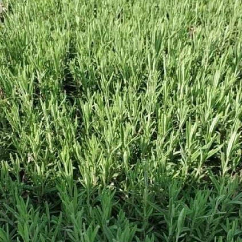 迷迭香，云南昆明迷迭香小种植园一手货源，基地直销批发