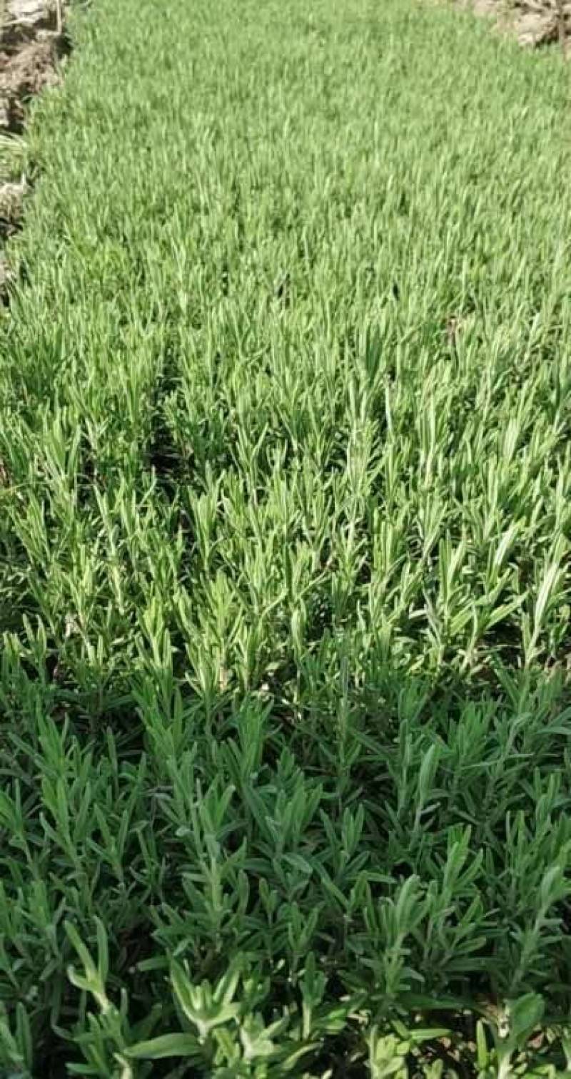 迷迭香，云南昆明迷迭香小种植园一手货源，基地直销批发