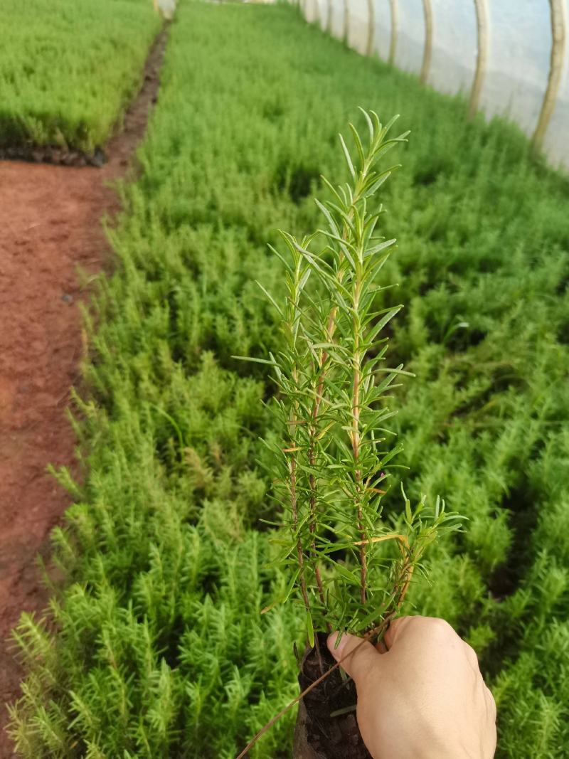 迷迭香，云南昆明迷迭香小种植园一手货源，基地直销批发