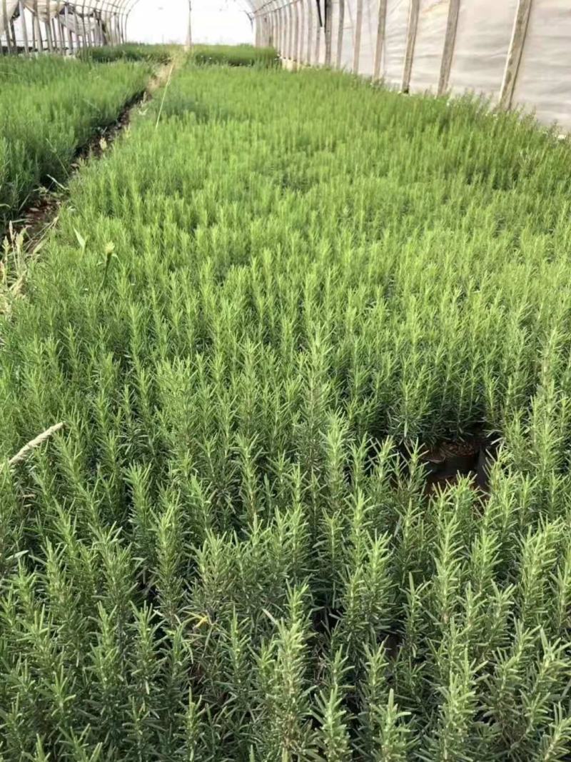 迷迭香，云南昆明迷迭香小种植园一手货源，基地直销批发
