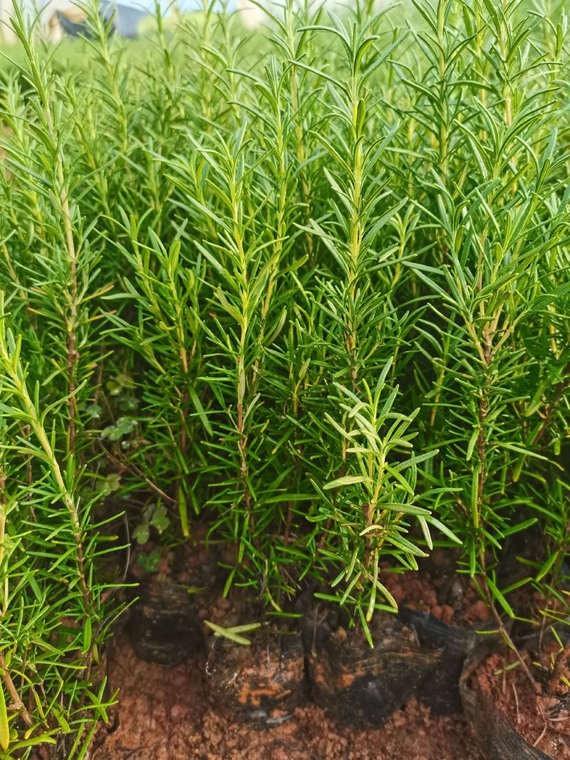 迷迭香，云南昆明迷迭香小种植园一手货源，基地直销批发