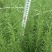 迷迭香，云南昆明迷迭香小种植园一手货源，基地直销批发