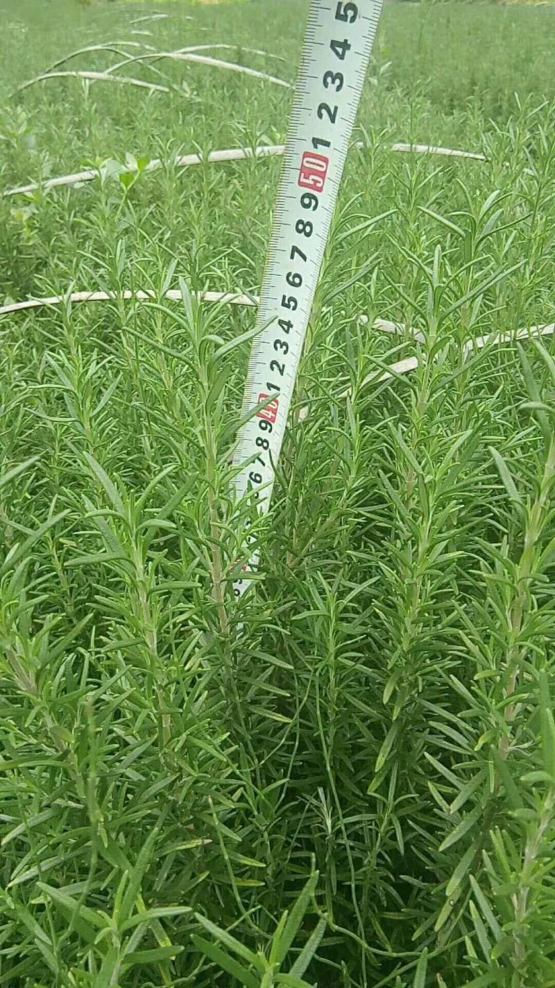 迷迭香，云南昆明迷迭香小种植园一手货源，基地直销批发