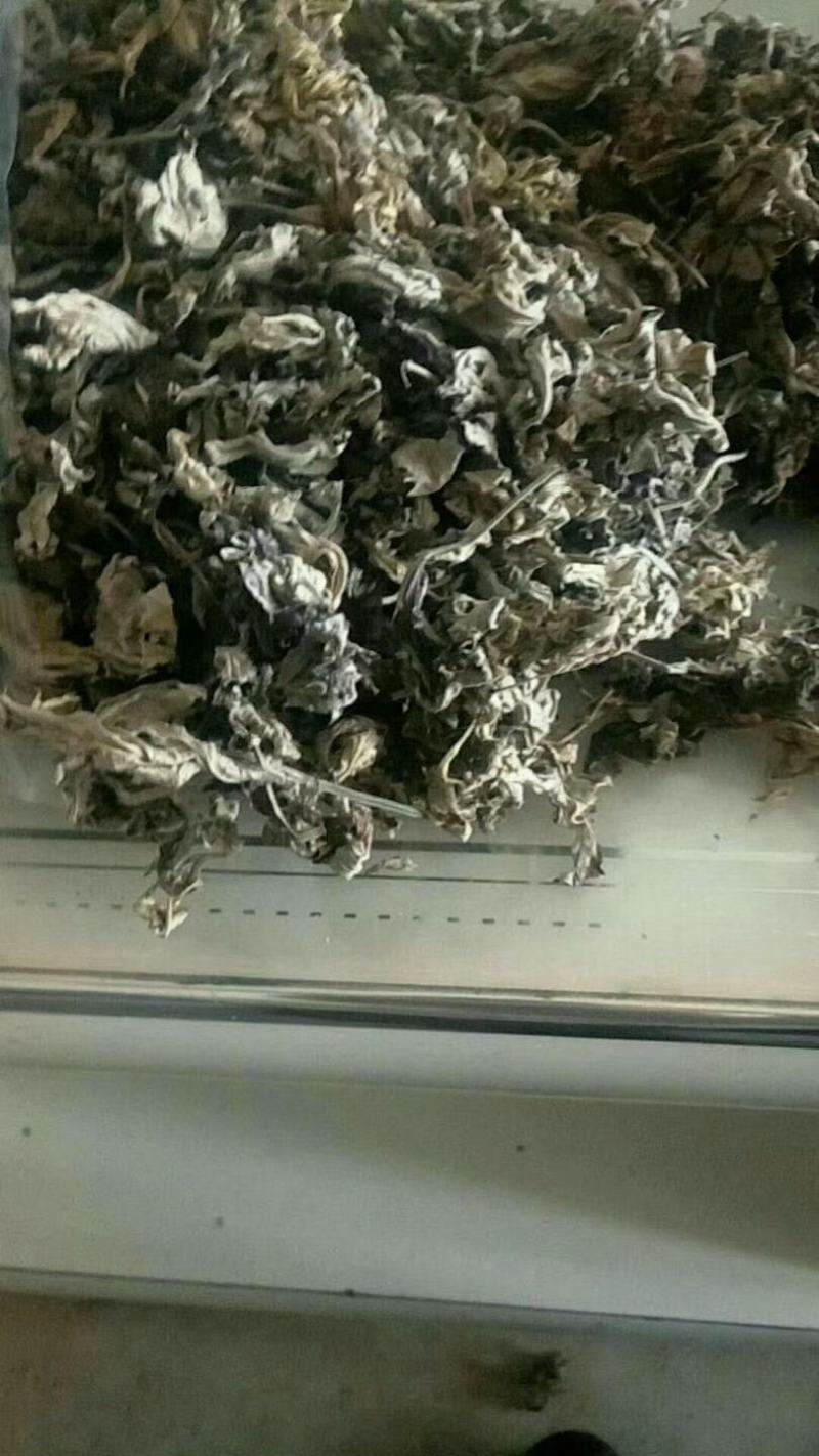 陕西安康艾叶全叶统五月份大量上市，需要的老板可以预订