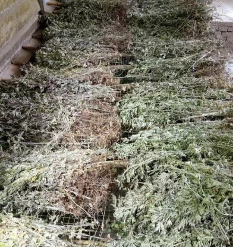 陕西安康艾叶全叶统五月份大量上市，需要的老板可以预订