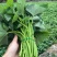 【番薯叶】新鲜地瓜叶长寿菜食叶型红薯苗红苕叶宝宝辅食时令