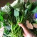【番薯叶】新鲜地瓜叶长寿菜食叶型红薯苗红苕叶宝宝辅食时令