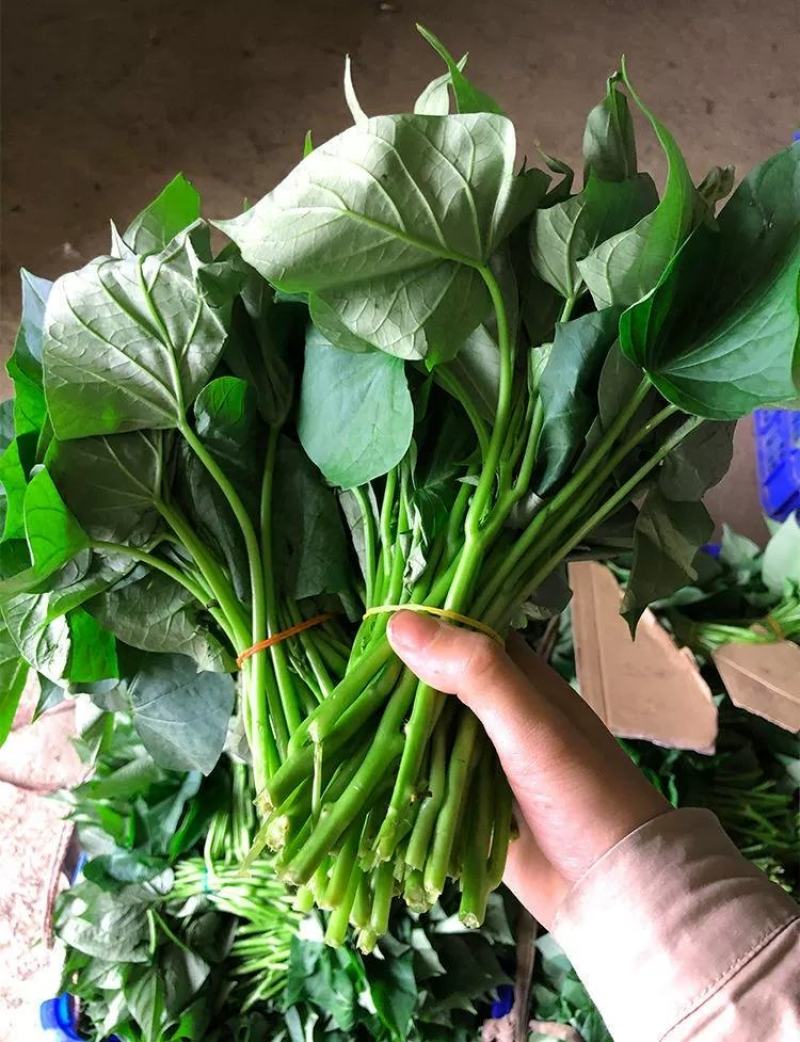 【番薯叶】新鲜地瓜叶长寿菜食叶型红薯苗红苕叶宝宝辅食时令