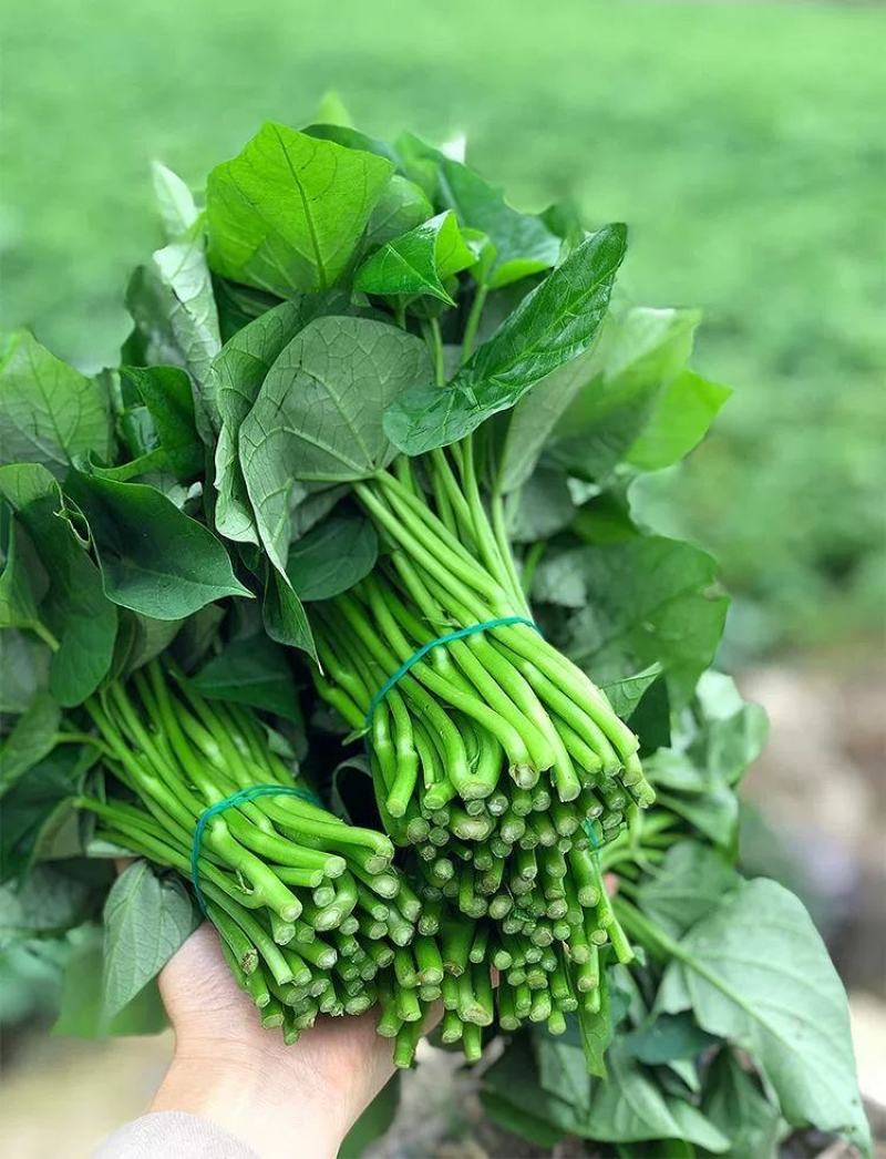【番薯叶】新鲜地瓜叶长寿菜食叶型红薯苗红苕叶宝宝辅食时令