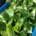 【番薯叶】新鲜地瓜叶长寿菜食叶型红薯苗红苕叶宝宝辅食时令