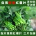 【番薯叶】新鲜地瓜叶长寿菜食叶型红薯苗红苕叶宝宝辅食时令