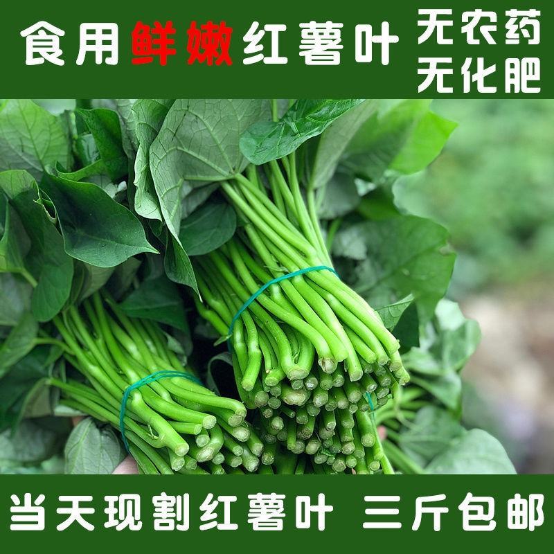 【番薯叶】新鲜地瓜叶长寿菜食叶型红薯苗红苕叶宝宝辅食时令