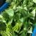 现采现发新鲜红薯叶新鲜地瓜叶番薯叶宝宝辅食蔬菜