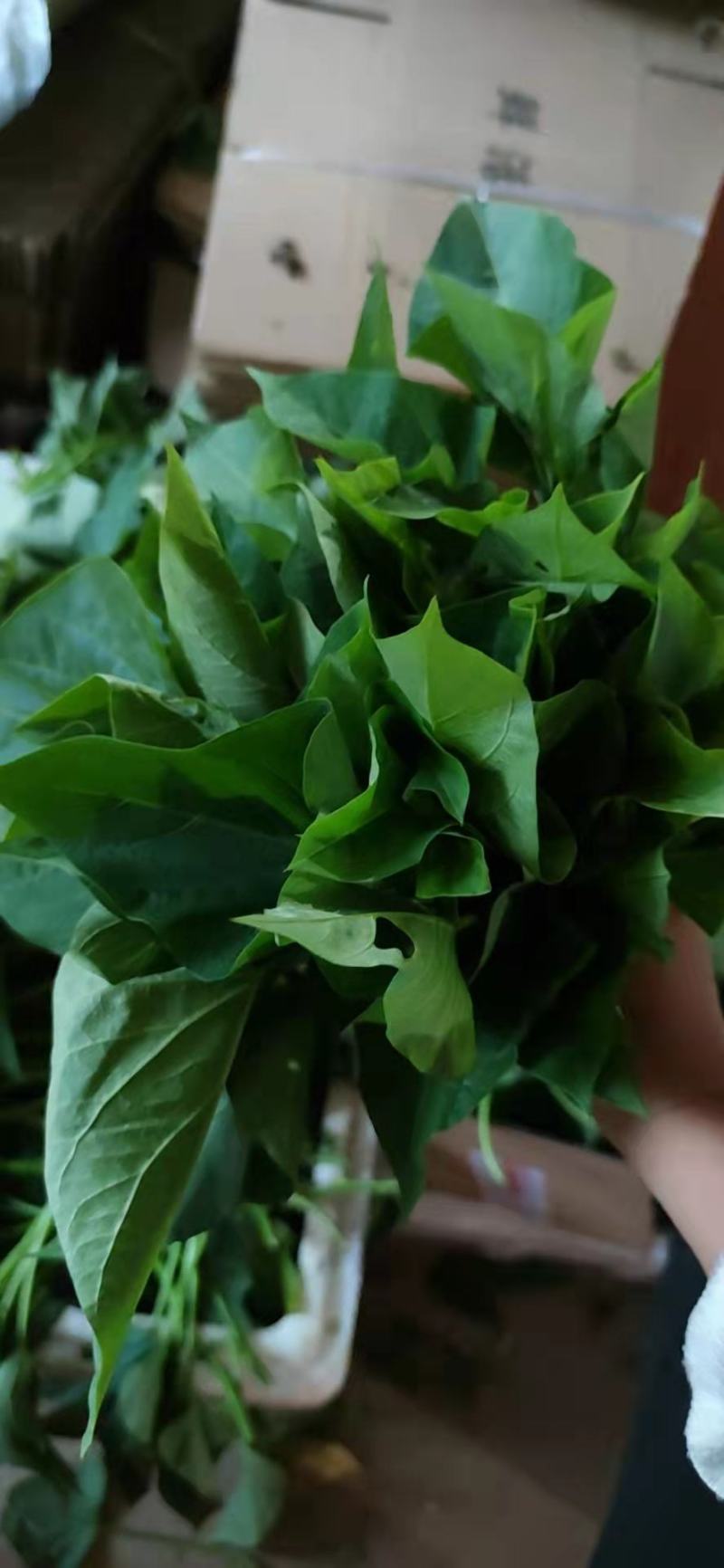 现采现发新鲜红薯叶新鲜地瓜叶番薯叶宝宝辅食蔬菜