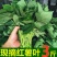 现采现发新鲜红薯叶新鲜地瓜叶番薯叶宝宝辅食蔬菜