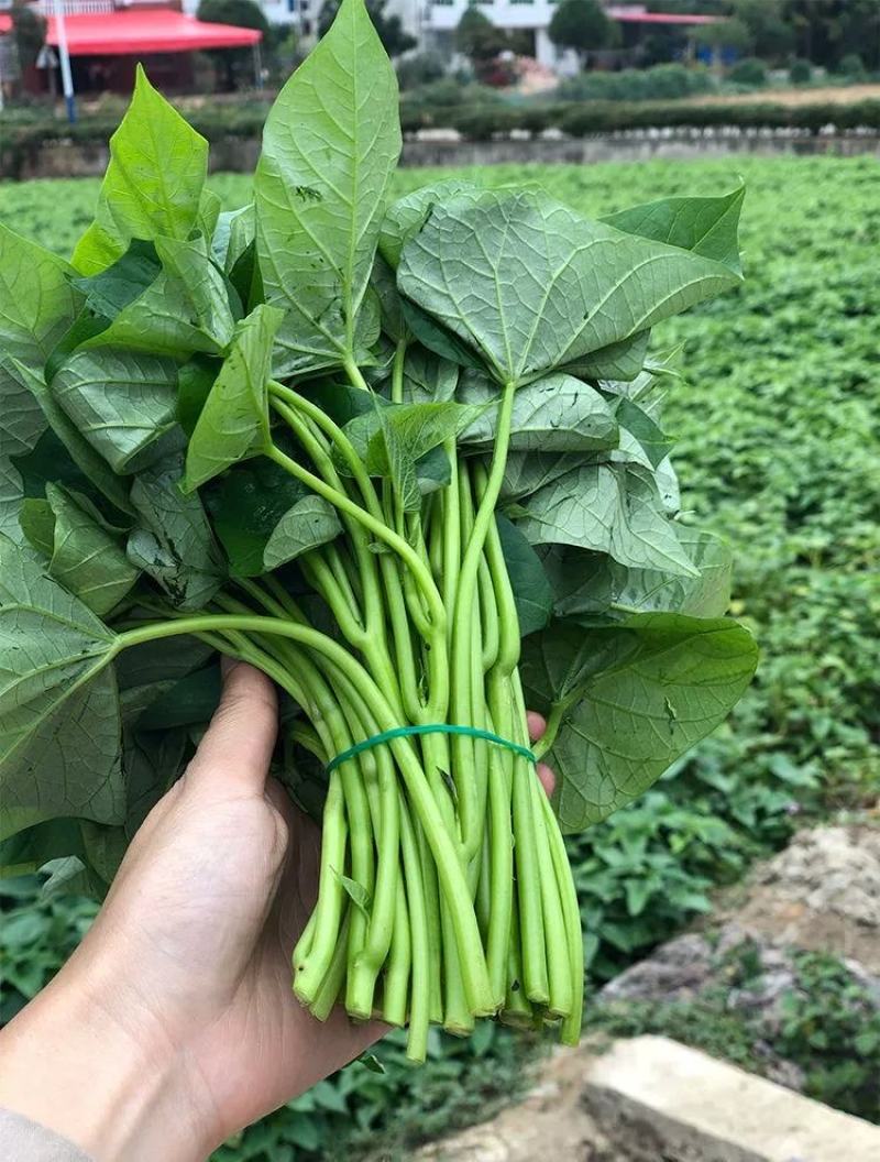 现采现发新鲜红薯叶新鲜地瓜叶番薯叶宝宝辅食蔬菜