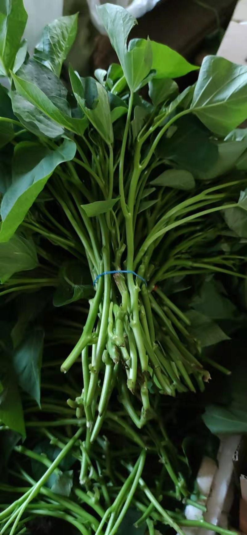 现采现发新鲜红薯叶新鲜地瓜叶番薯叶宝宝辅食蔬菜