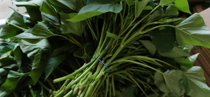 现采现发新鲜红薯叶新鲜地瓜叶番薯叶宝宝辅食蔬菜