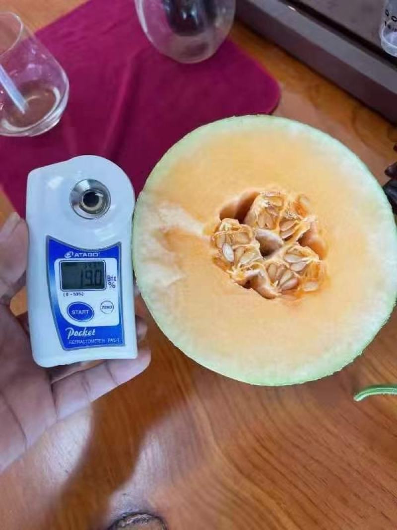 甜瓜苗哈密瓜苗小密25苗网纹甜瓜苗苗圃