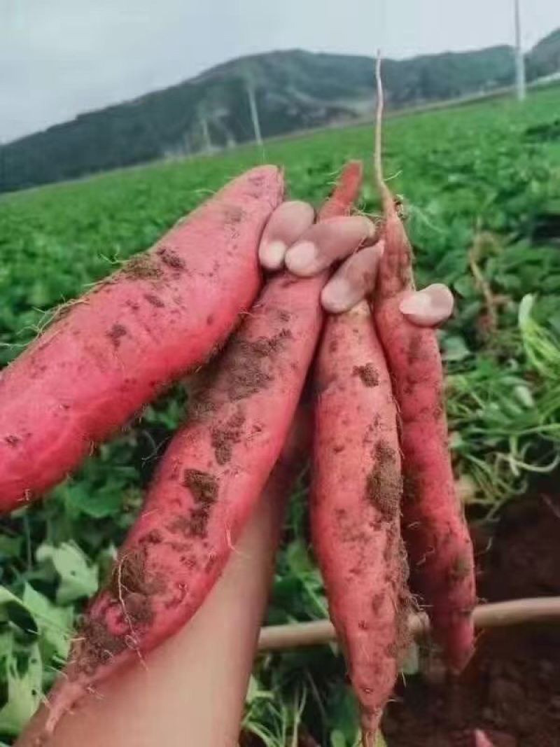 临潼秦薯5号原种脱毒红薯苗基地供应品质保证全国包邮发货