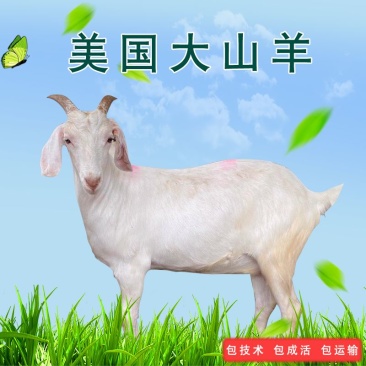 美国大白羊头胎怀孕大母羊包运输包成活包回收
