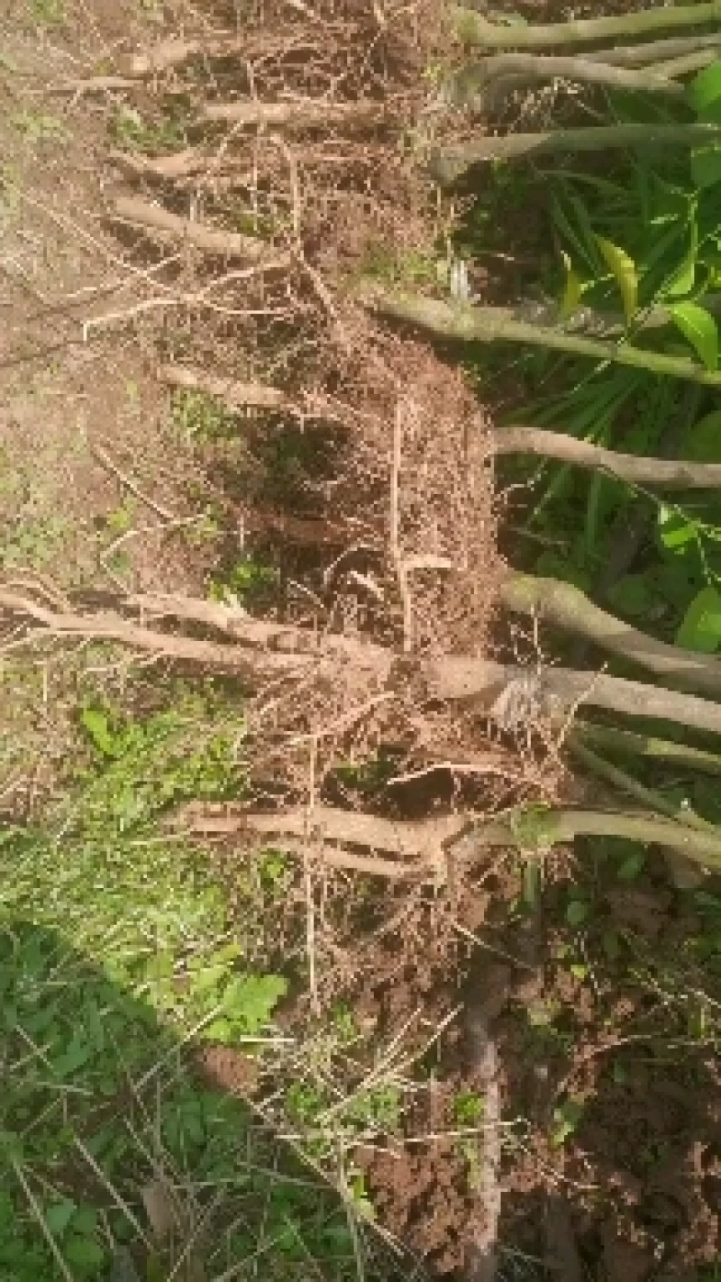 精品091无核沃柑假植苗，丫盘好，第二年挂果。可带土球！