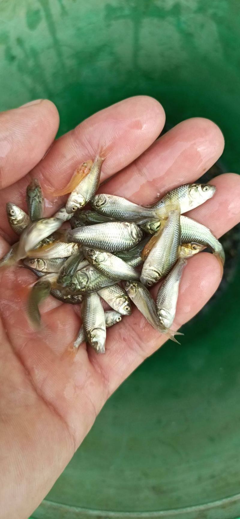 鲤鱼苗快速长大，耐养，少病。高密度