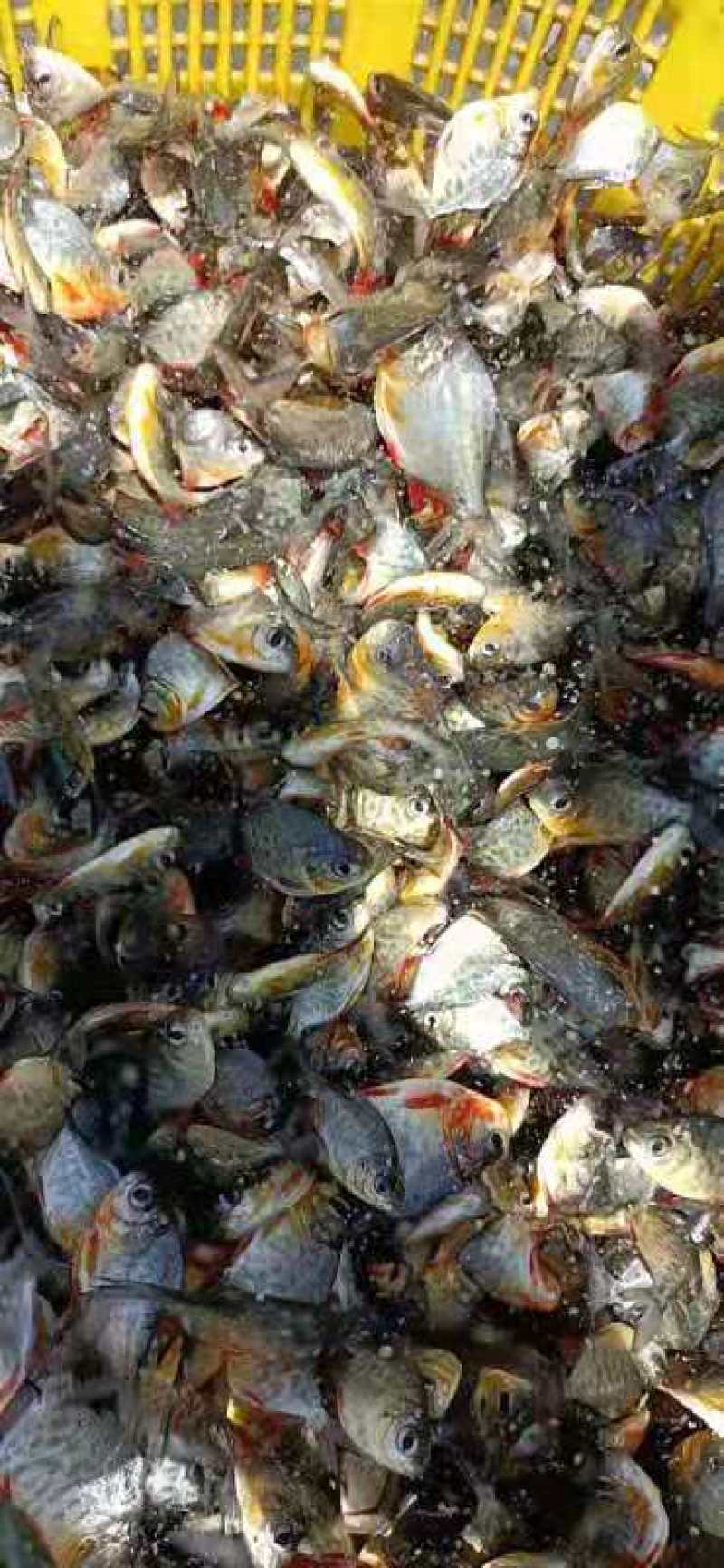 鲳鱼苗淡水鲳鱼三个月可以一斤3起产
