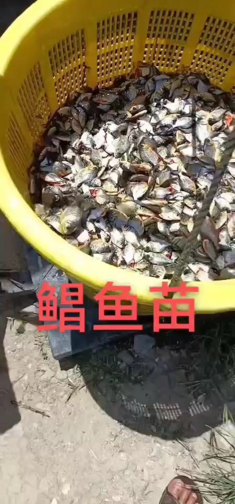 鲳鱼苗淡水鲳鱼三个月可以一斤3起产